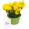 Декоративная композиция "Тюльпаны в горшочке", цвет: желтый, 13 см Производитель: Великобритания Артикул: FF NX-81KH инфо 7293v.