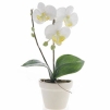 Декоративная композиция "Орхидея в горшочке", цвет: бело-желтый, 18 см х 9 см Артикул: 4993 инфо 7316v.